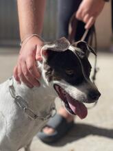 MILKA, Hund, Bodeguero Andaluz-Mix in Spanien - Bild 4