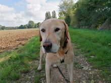 BRUNO, Hund, Labrador Retriever in Weilerswist - Bild 1