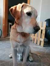 BRUNO, Hund, Labrador Retriever in Weilerswist - Bild 2