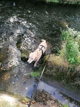 BRUNO, Hund, Labrador Retriever in Weilerswist - Bild 7