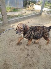 ROBIN, Hund, Mischlingshund in Ungarn - Bild 2