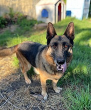 LONA, Hund, Deutscher Schäferhund in Spanien - Bild 2