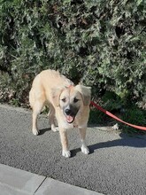 ELSA, Hund, Mischlingshund in Rumänien