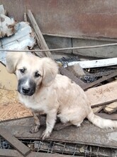 ELSA, Hund, Mischlingshund in Rumänien - Bild 19