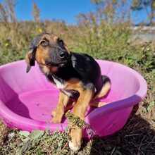 YARA, Hund, Mischlingshund in Bulgarien - Bild 10