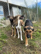 YARA, Hund, Mischlingshund in Bulgarien - Bild 2