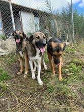 YARA, Hund, Mischlingshund in Bulgarien - Bild 3