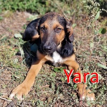 YARA, Hund, Mischlingshund in Bulgarien - Bild 4