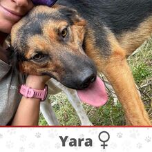YARA, Hund, Mischlingshund in Barßel - Bild 1