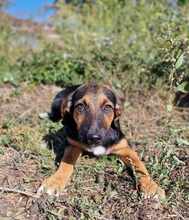 YARA, Hund, Mischlingshund in Barßel - Bild 5