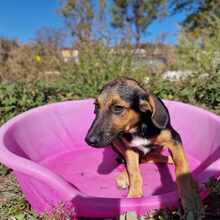 YARA, Hund, Mischlingshund in Barßel - Bild 6
