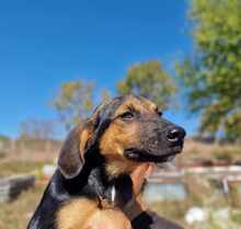 YARA, Hund, Mischlingshund in Barßel - Bild 8
