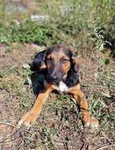 YARA, Hund, Mischlingshund in Barßel - Bild 9