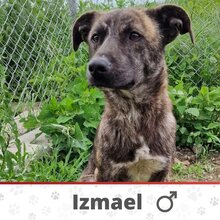 IZMAEL, Hund, Mischlingshund in Bulgarien - Bild 1