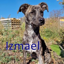 IZMAEL, Hund, Mischlingshund in Bulgarien - Bild 2