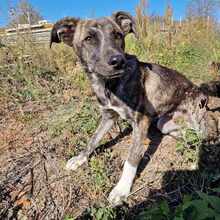 IZMAEL, Hund, Mischlingshund in Bulgarien - Bild 5