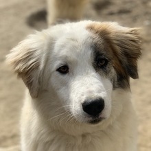 WALTER, Hund, Mischlingshund in Griechenland - Bild 1