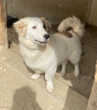 WALTER, Hund, Mischlingshund in Griechenland - Bild 12