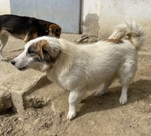 WALTER, Hund, Mischlingshund in Griechenland - Bild 14