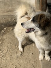 WALTER, Hund, Mischlingshund in Griechenland - Bild 17