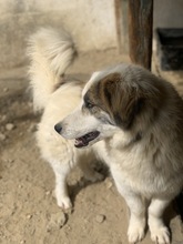 WALTER, Hund, Mischlingshund in Griechenland - Bild 18