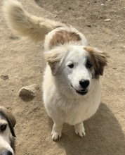 WALTER, Hund, Mischlingshund in Griechenland - Bild 19