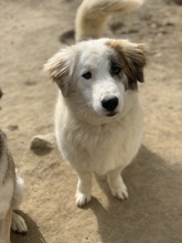 WALTER, Hund, Mischlingshund in Griechenland - Bild 2