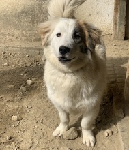 WALTER, Hund, Mischlingshund in Griechenland - Bild 20