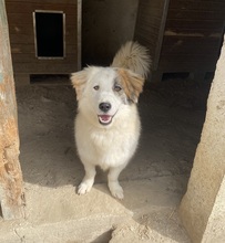 WALTER, Hund, Mischlingshund in Griechenland - Bild 21