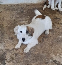 WALTER, Hund, Mischlingshund in Griechenland - Bild 25