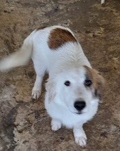 WALTER, Hund, Mischlingshund in Griechenland - Bild 27