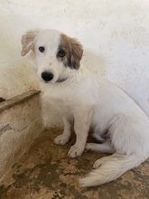 WALTER, Hund, Mischlingshund in Griechenland - Bild 31