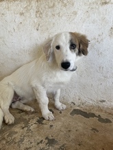 WALTER, Hund, Mischlingshund in Griechenland - Bild 32