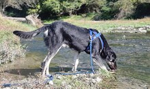 LEO, Hund, Mischlingshund in Griechenland - Bild 2