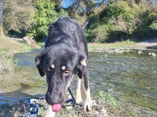 LEO, Hund, Mischlingshund in Griechenland - Bild 3