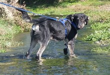 LEO, Hund, Mischlingshund in Griechenland - Bild 4