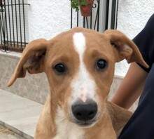KNUFFEL, Hund, Mischlingshund in Spanien