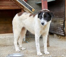 KLARA, Hund, Mischlingshund in Griechenland - Bild 6