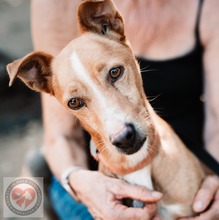 SANTOS, Hund, Podenco in Spanien - Bild 1