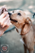 SANTOS, Hund, Podenco in Spanien - Bild 2