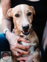 SANTOS, Hund, Podenco in Spanien - Bild 3