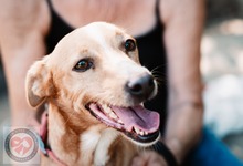 SANTOS, Hund, Podenco in Spanien - Bild 4