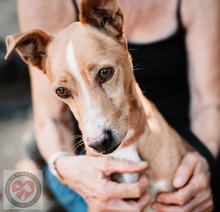 SANTOS, Hund, Podenco in Spanien - Bild 5