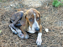 BETTY, Hund, Mischlingshund in Italien - Bild 1