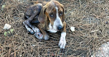 BETTY, Hund, Mischlingshund in Italien - Bild 14