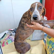 BETTY, Hund, Mischlingshund in Italien - Bild 2