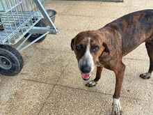 BETTY, Hund, Mischlingshund in Italien - Bild 6