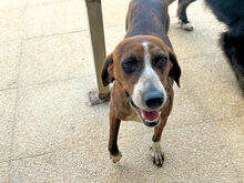 BETTY, Hund, Mischlingshund in Italien - Bild 7