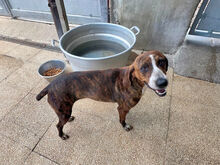BETTY, Hund, Mischlingshund in Italien - Bild 8