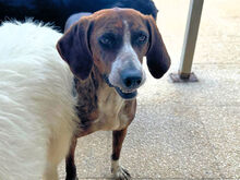 BETTY, Hund, Mischlingshund in Italien - Bild 9